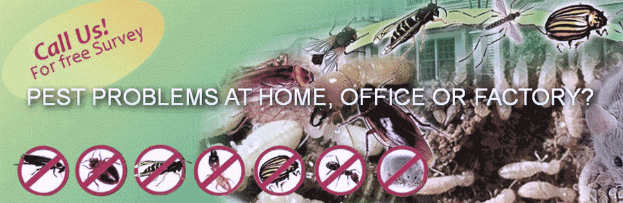 pest control services in Noida